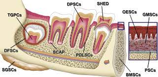 Dental Stem Cells Treatment Blog, Stem Cell Dentistry Chat