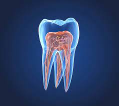 Endodontics Chatting Online, Local Endodontist Chat Online, Root Canal Question